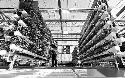 未來農業科技的三大突破點 植物工廠、智慧農業與功能食品的技術交融